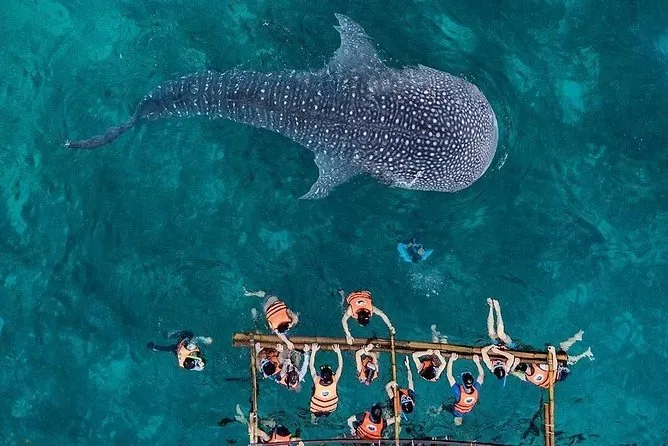 Oslob Whale Shark Watching 3