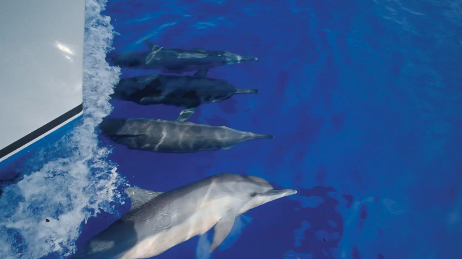 Guam Ocean Adventures 4