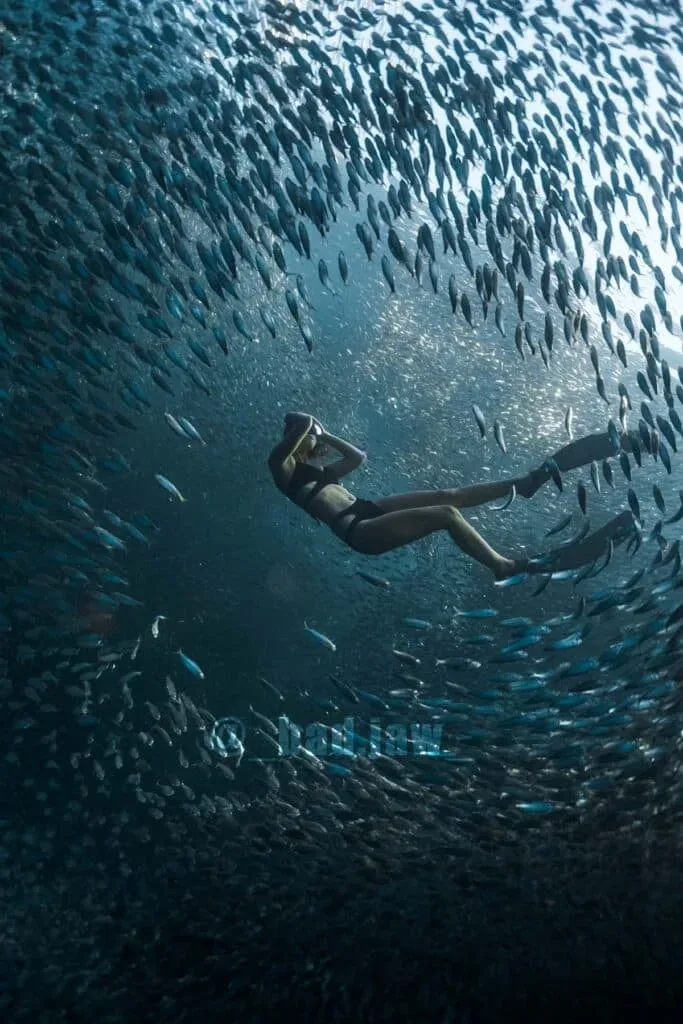 Moalboal Beach & Sardine Run 3