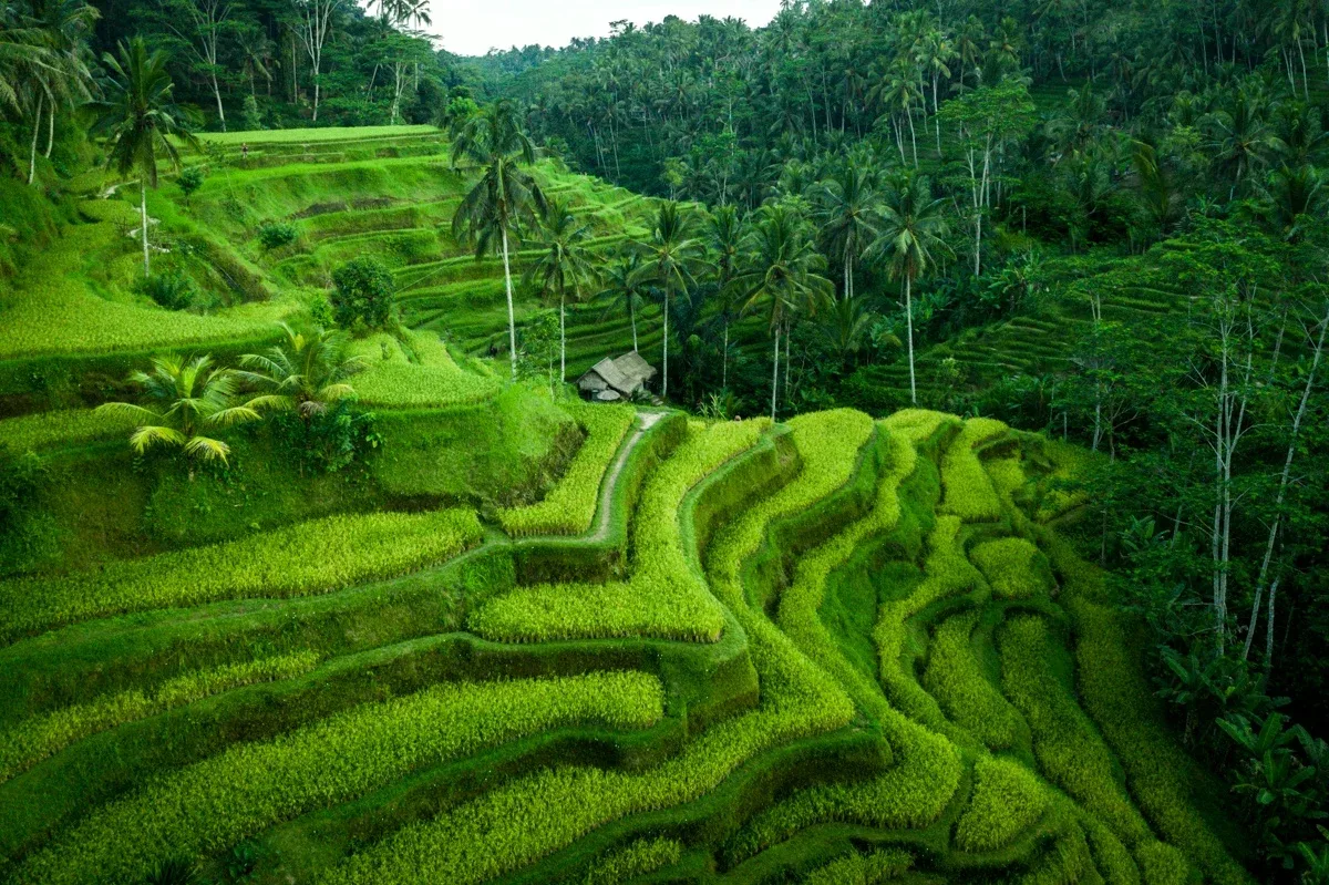 Tegalalang Rice Terrace 3