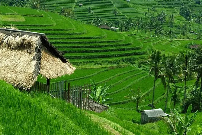 Jatiluwih Rice Terraces 3