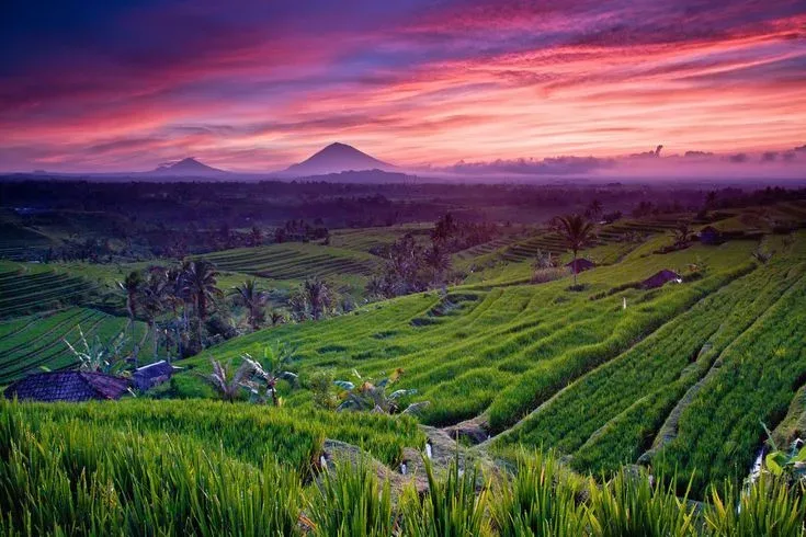 Jatiluwih Rice Terraces - Tours & Activities - Tabanan