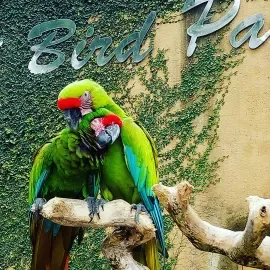 Bali Bird Park 3