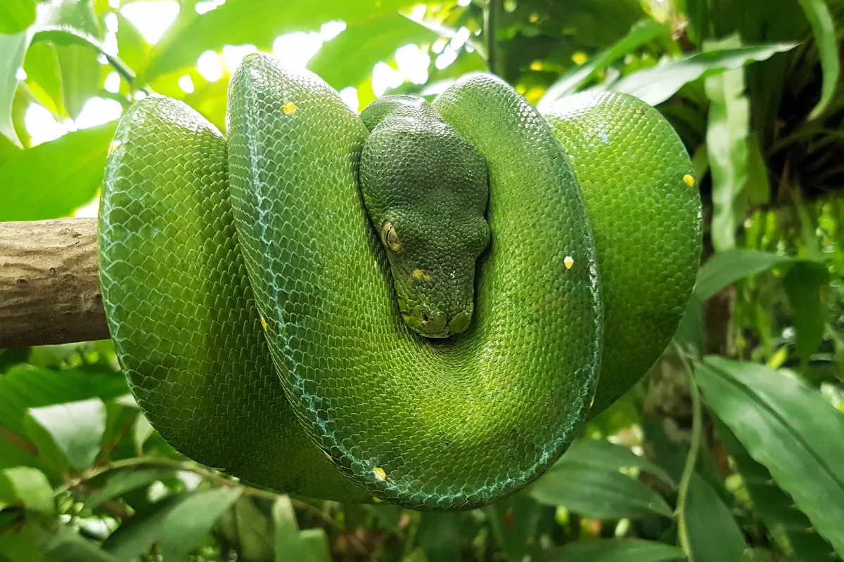 Bali Reptile Park 5