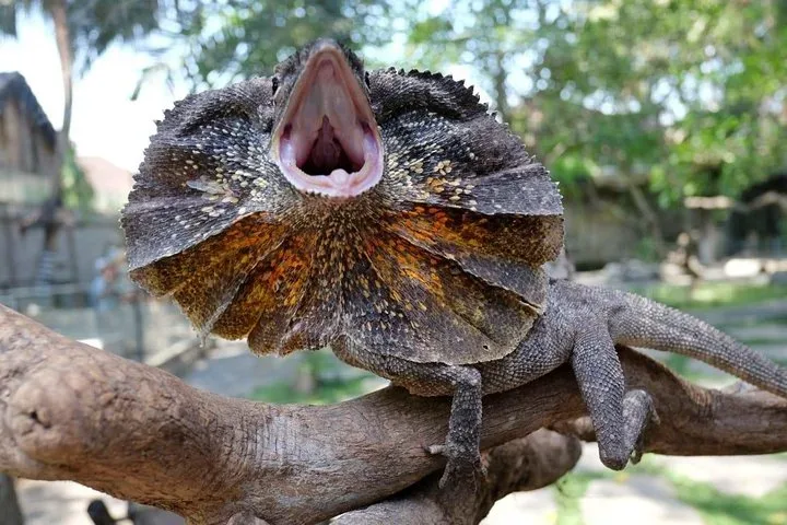 Bali Reptile Park 4