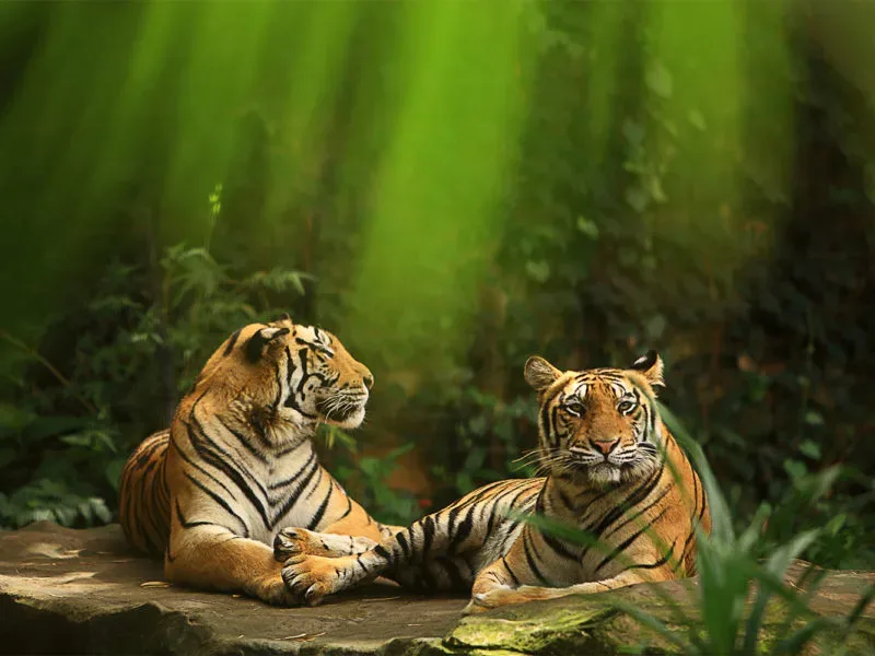 Bali Zoo 5