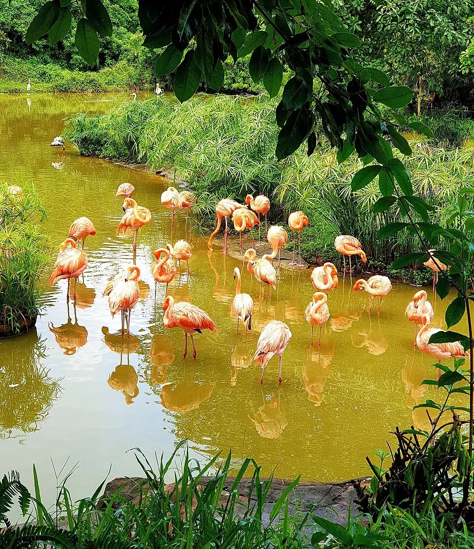 Vinpearl Safari - Tours & Activities - Ganh Dau