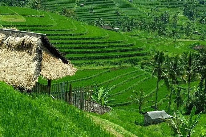 Jatiluwih Rice Terraces 3