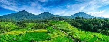 Jatiluwih Rice Terraces 4