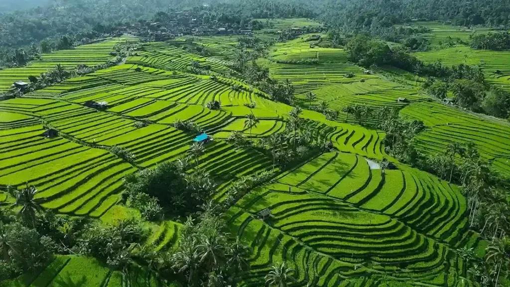 Jatiluwih Rice Terraces 5