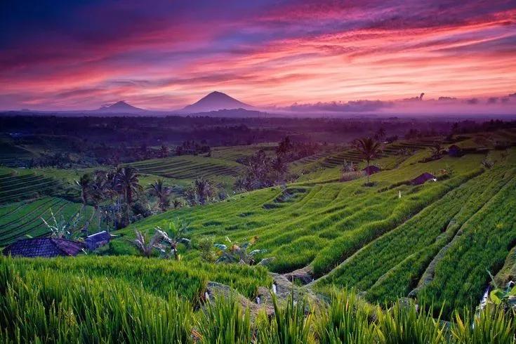 Jatiluwih Rice Terraces - Tours & Activities - Tabanan
