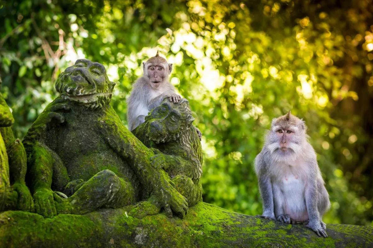 Sacred Monkey Forest Sanctuary - Tours & Activities - Ubud