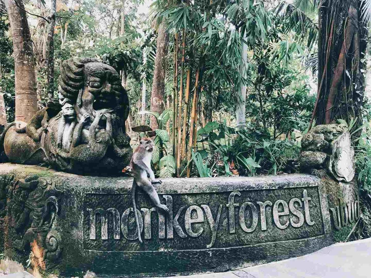 Sacred Monkey Forest Sanctuary 3