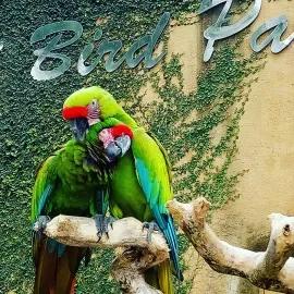 Bali Bird Park 3