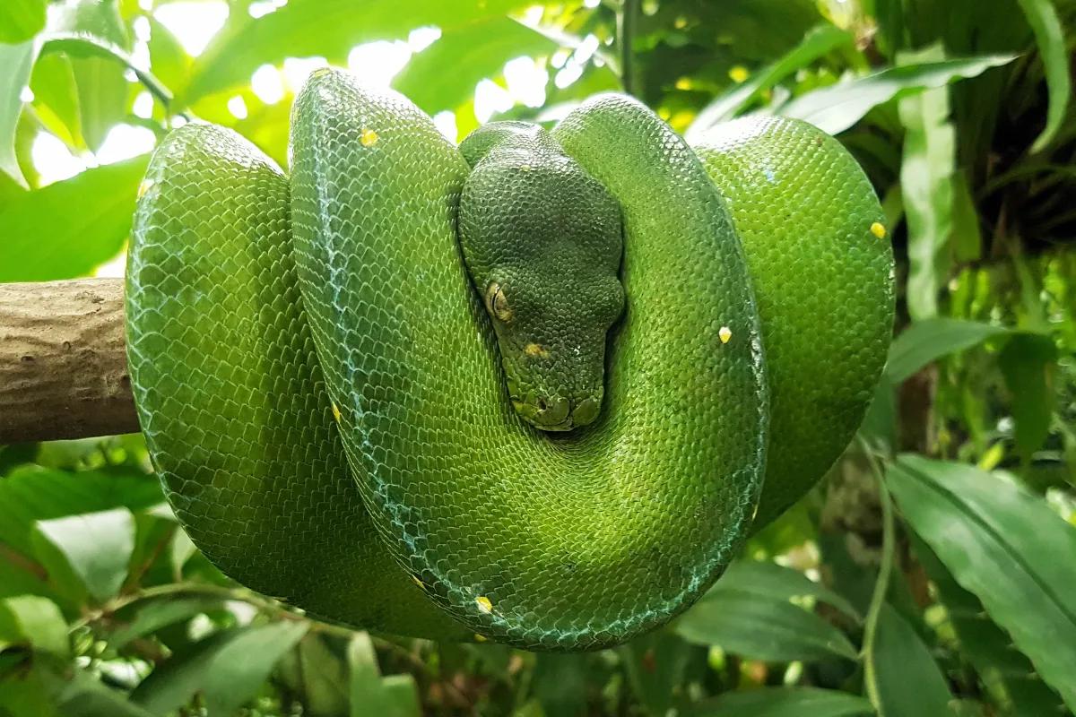 Bali Reptile Park 5