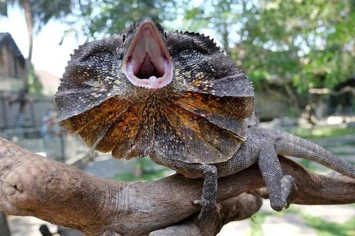 Bali Reptile Park 4