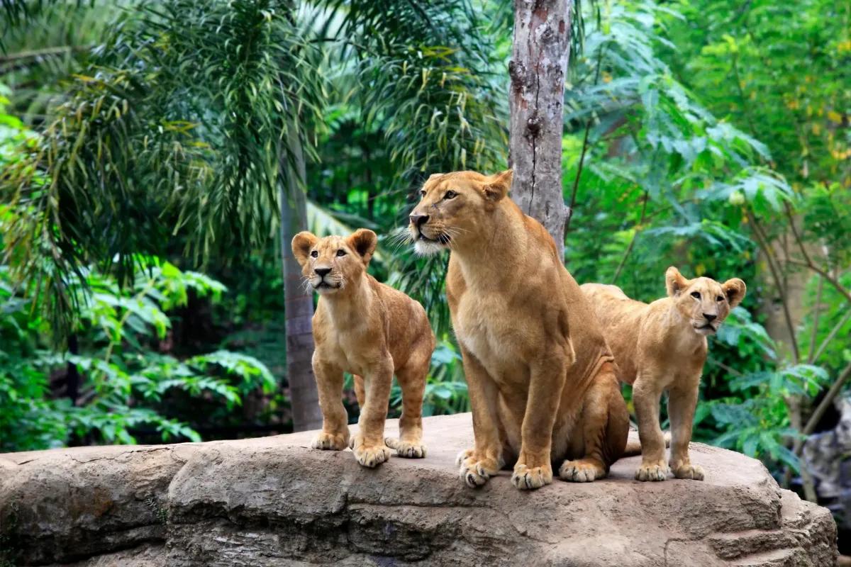 Bali Zoo - Tours & Activities - Gianyar