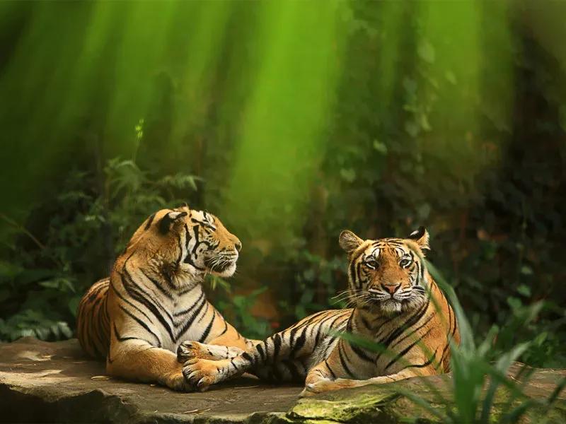 Bali Zoo 5