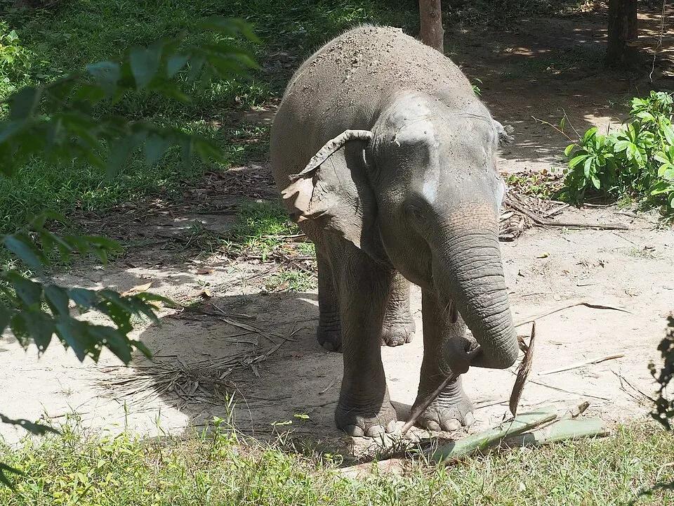 Phuket Elephant Sanctuary - Tours & Activities - Thalang