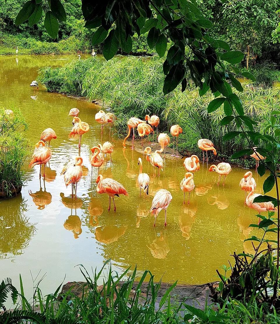 Vinpearl Safari - Tours & Activities - Ganh Dau