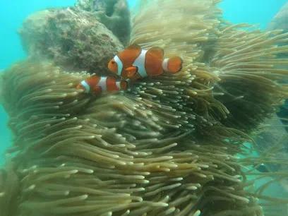 Bali Marine Dive & Water Sport - Tours & Activities - Kuta