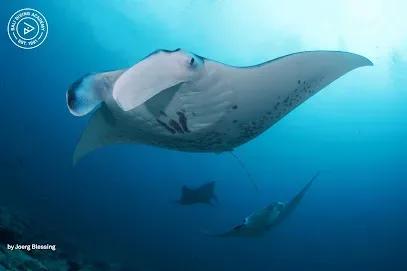 Diving in Bali - Bali Diving Academy - Tours & Activities - Denpasar