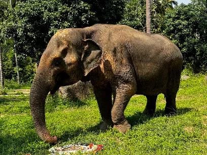 Samui Elephant Sanctuary